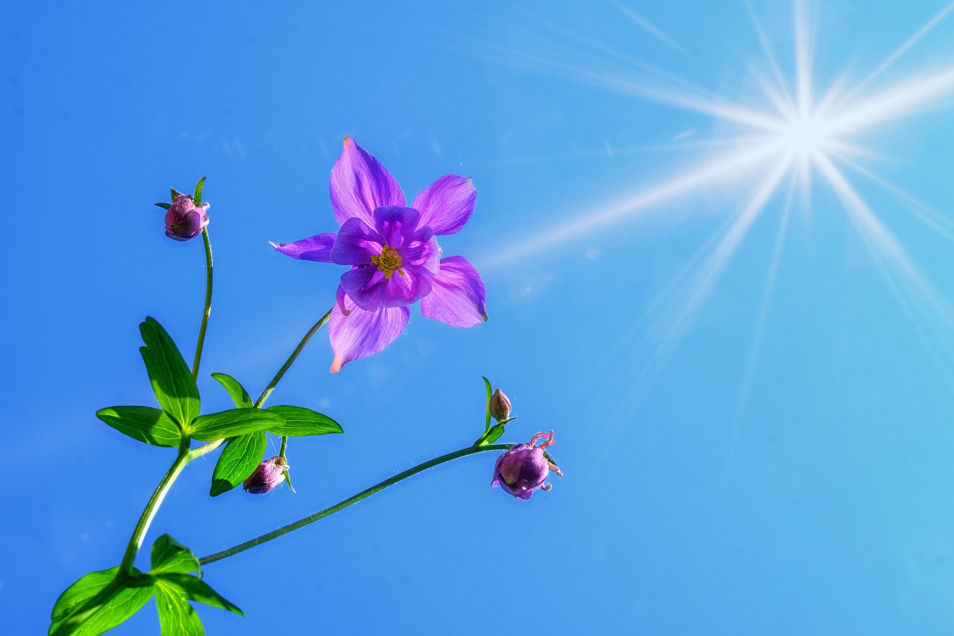 bru-no-flower-3379045_1920