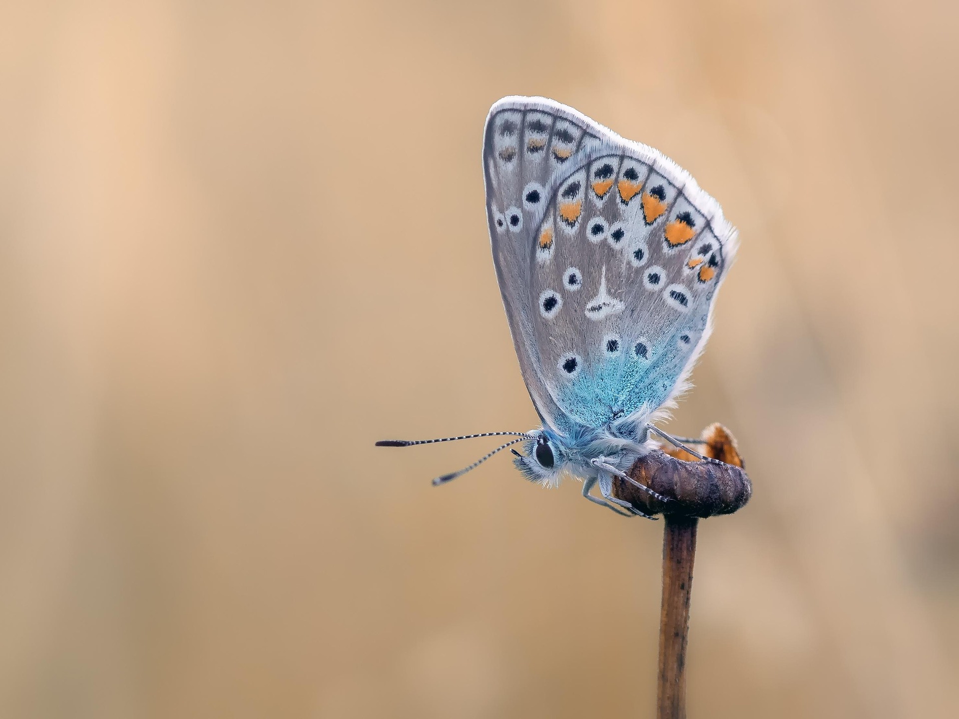 moonzigg-butterfly-2712149_1920